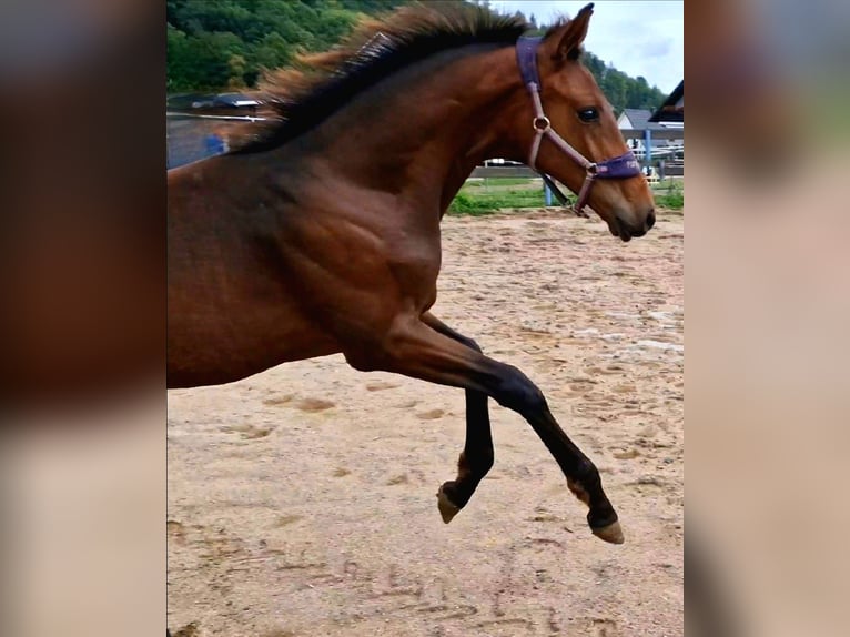 Oldenburg Stallone 2 Anni 170 cm Baio in Zwickau