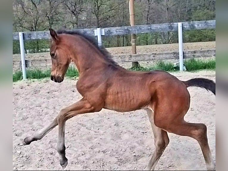 Oldenburg Stallone 2 Anni 170 cm Baio in Zwickau