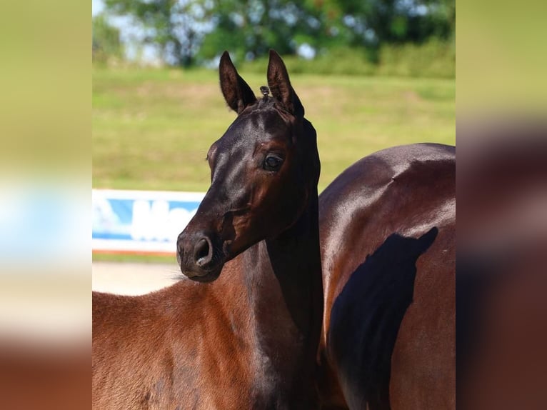 Oldenburg Stallone 2 Anni 170 cm Baio nero in Berlin