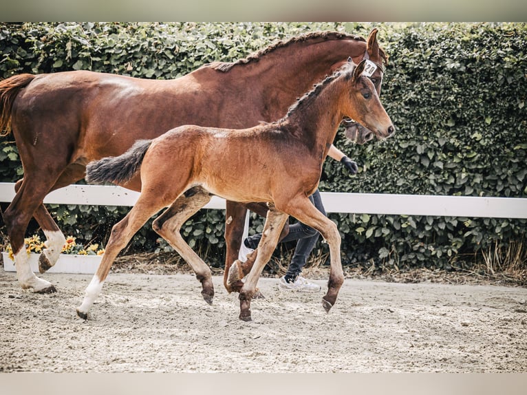 Oldenburg Stallone 2 Anni 170 cm Baio scuro in Rodewald
