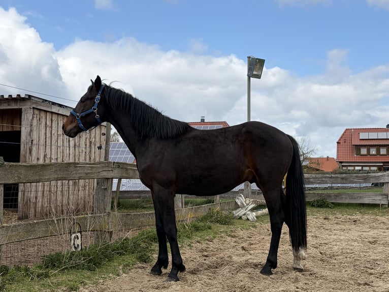 Oldenburg Stallone 2 Anni 170 cm Baio scuro in Rodewald