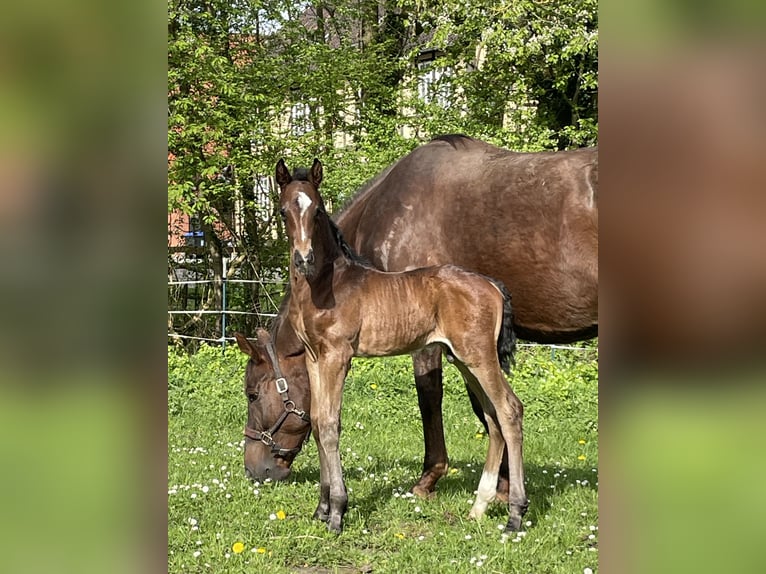 Oldenburg Stallone 2 Anni 170 cm Baio scuro in Rodewald