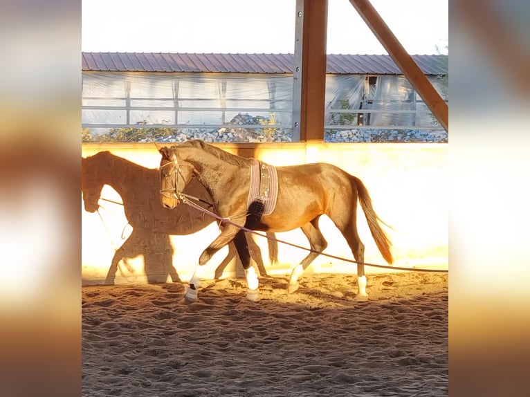 Oldenburg Stallone 2 Anni 170 cm Baio scuro in Neupotz
