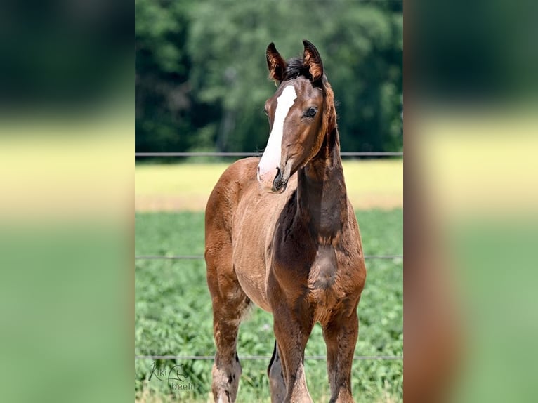 Oldenburg Stallone 2 Anni 170 cm Baio scuro in L&#xF6;ningen