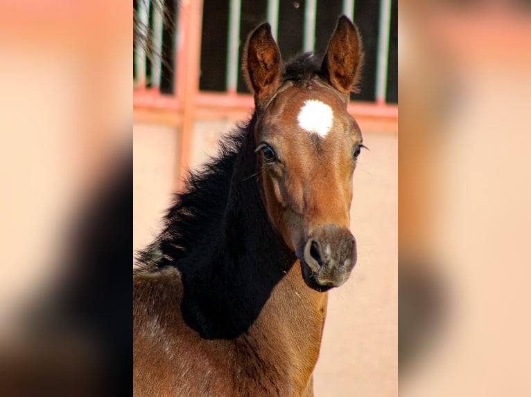 Oldenburg Stallone 2 Anni 170 cm Baio scuro in Groß Roge