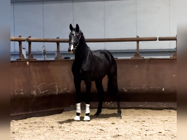 Oldenburg Stallone 2 Anni 170 cm Morello in Lienen