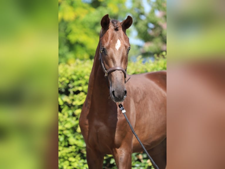 Oldenburg Stallone 2 Anni 170 cm Sauro scuro in Zieuwent