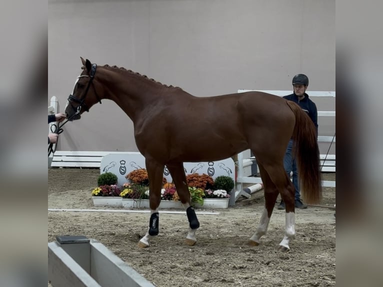 Oldenburg Stallone 2 Anni 170 cm Sauro scuro in Barver