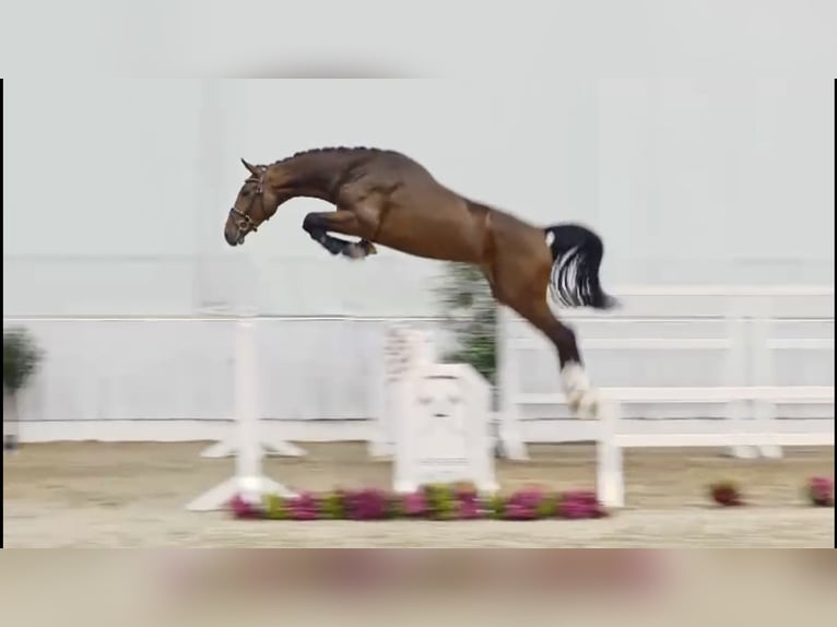 Oldenburg Stallone 2 Anni 171 cm Baio scuro in Klein Berßen