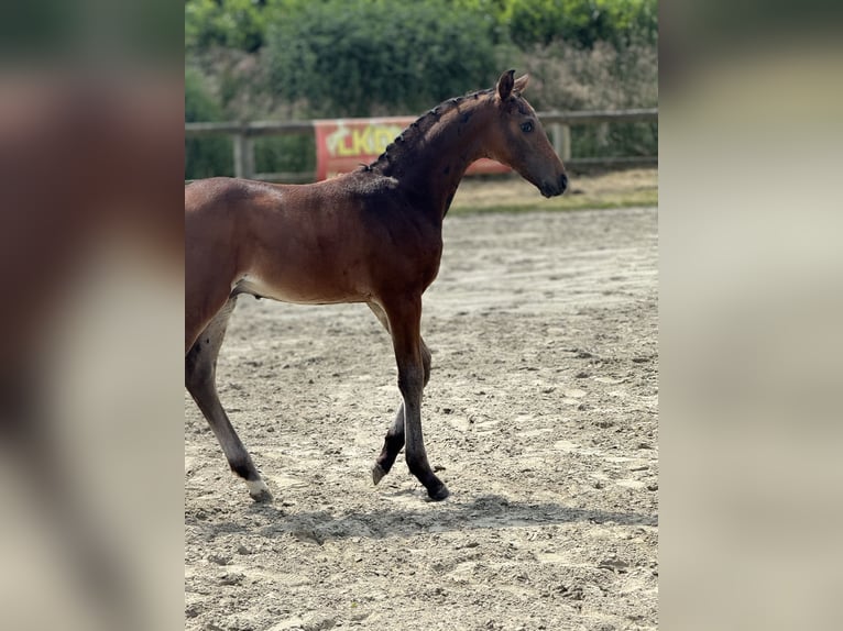 Oldenburg Stallone 2 Anni 172 cm Baio scuro in Blunk
