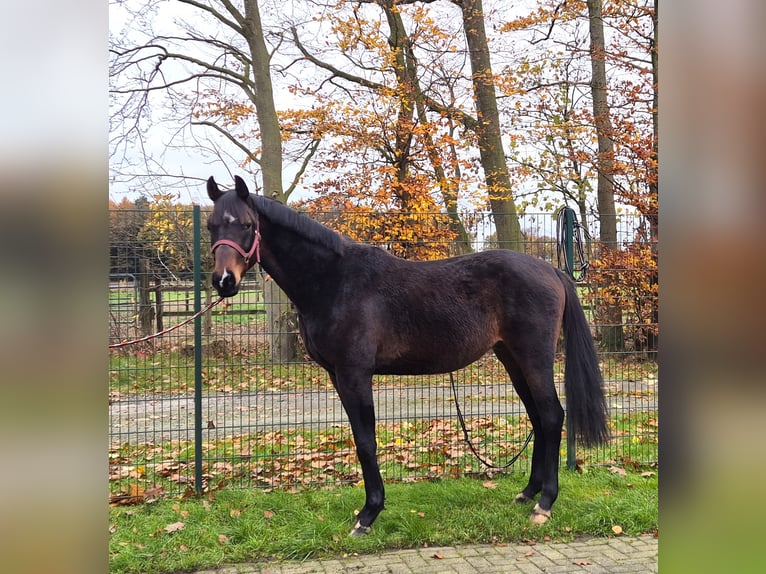 Oldenburg Stallone 2 Anni 172 cm Baio scuro in Lindern (Oldenburg)