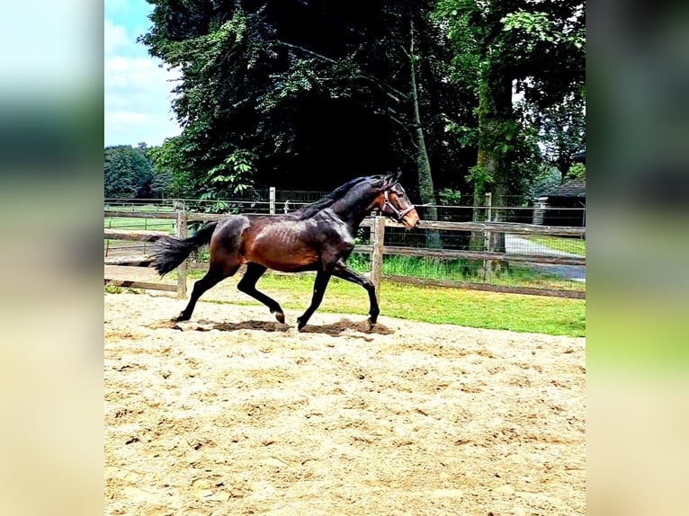 Oldenburg Stallone 2 Anni 172 cm Baio scuro in Lindern (Oldenburg)