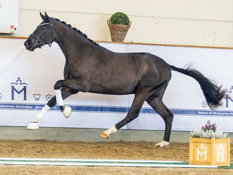 Oldenburg Stallone 2 Anni 173 cm Baio scuro in Redefin