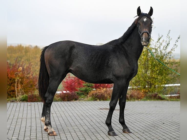 Oldenburg Stallone 2 Anni 180 cm Può diventare grigio in Wysin