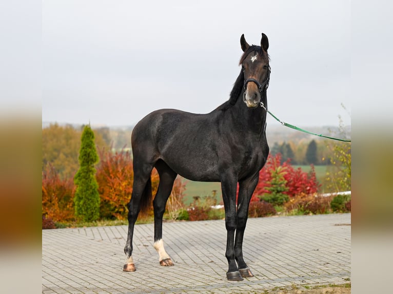 Oldenburg Stallone 2 Anni 180 cm Può diventare grigio in Wysin