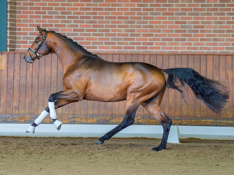 Oldenburg Stallone 2 Anni Baio in Rostock