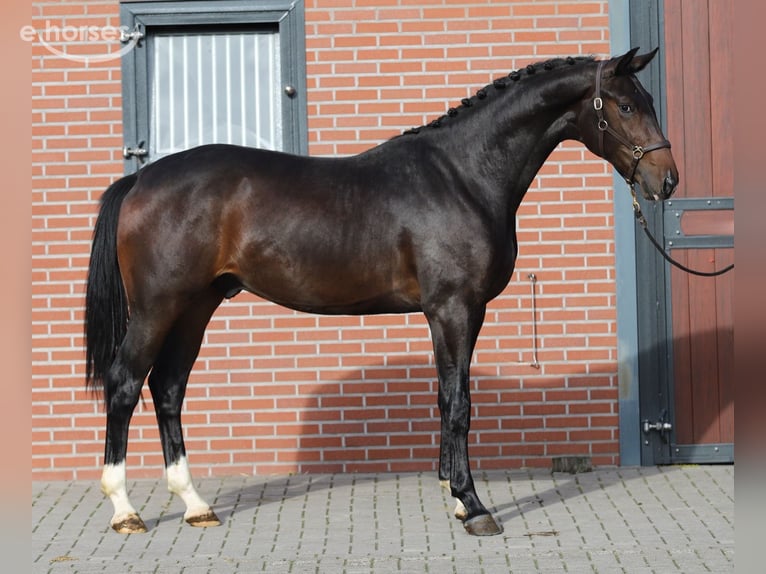 Oldenburg Stallone 2 Anni Baio in Zieuwent