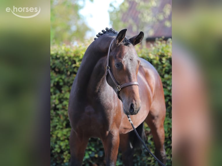 Oldenburg Stallone 2 Anni Baio in Zieuwent