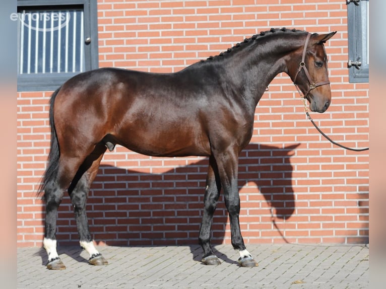 Oldenburg Stallone 2 Anni Baio in Zieuwent