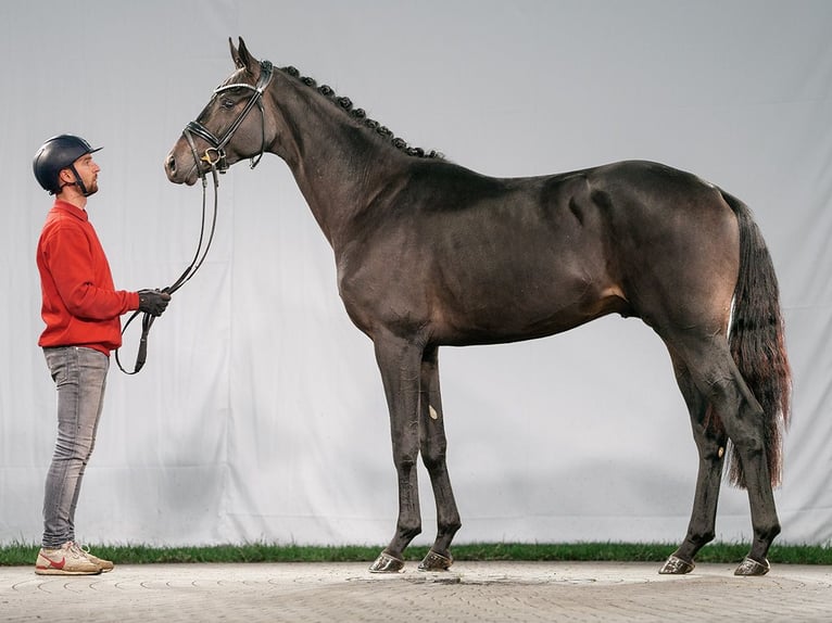 Oldenburg Stallone 2 Anni Baio nero in Münster-Handorf