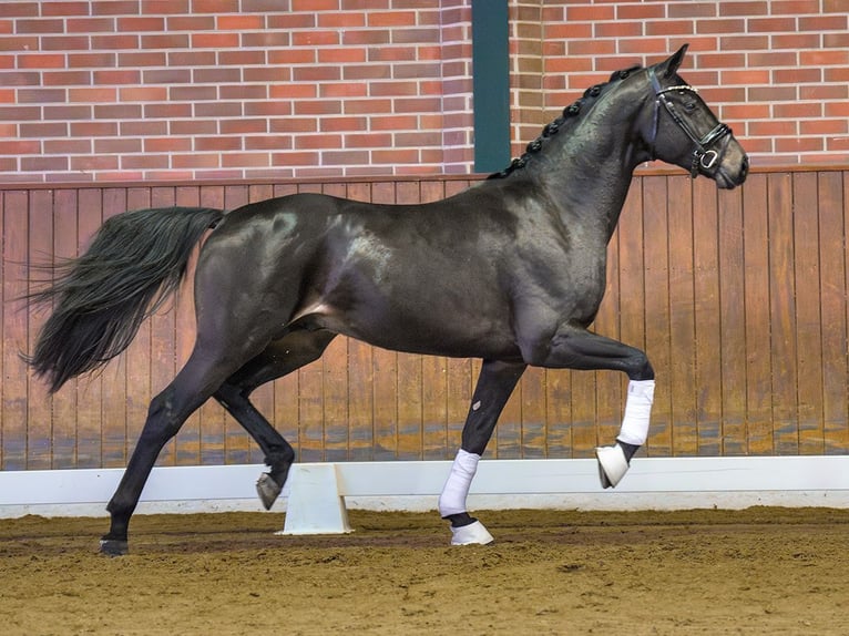 Oldenburg Stallone 2 Anni Baio scuro in Rostock