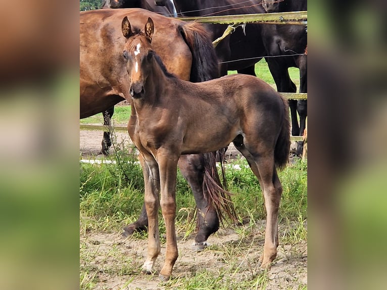 Oldenburg Stallone 2 Anni in Ehrenburg