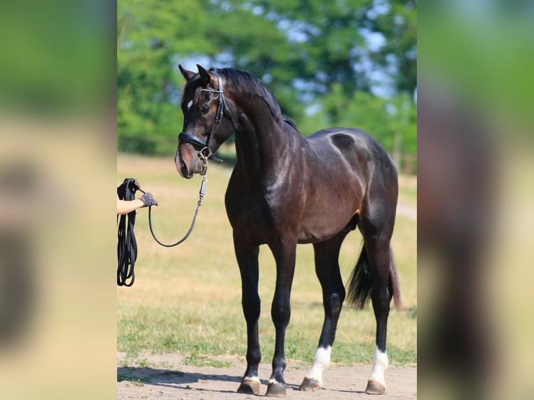 Oldenburg Stallone 2 Anni in Stud