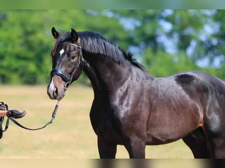 Oldenburg Stallone 2 Anni in Stud