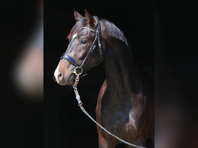 Oldenburg Stallone 2 Anni in Stud