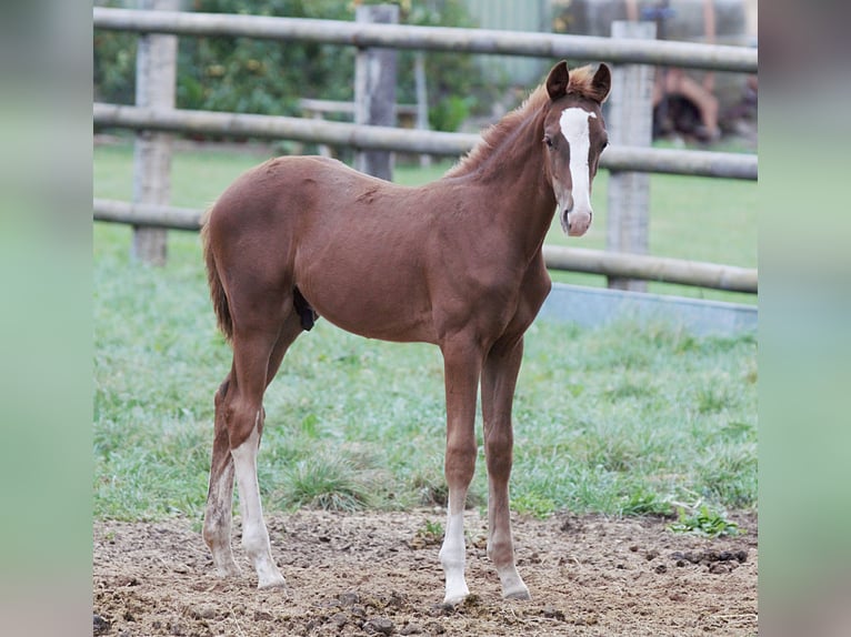 Oldenburg Stallone 2 Anni Sauro in Mechernich