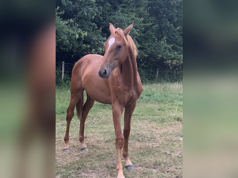 Oldenburg Stallone 2 Anni Sauro in Dahlenburg