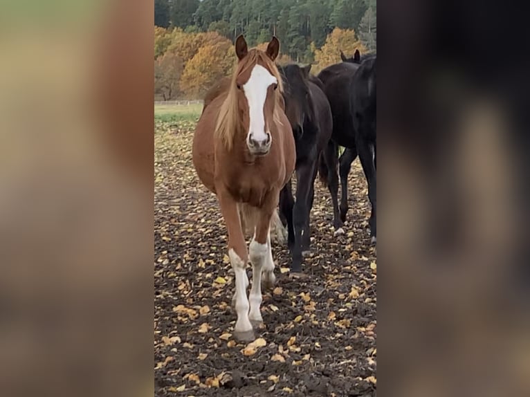 Oldenburg Stallone 2 Anni Sauro in Dahlenburg