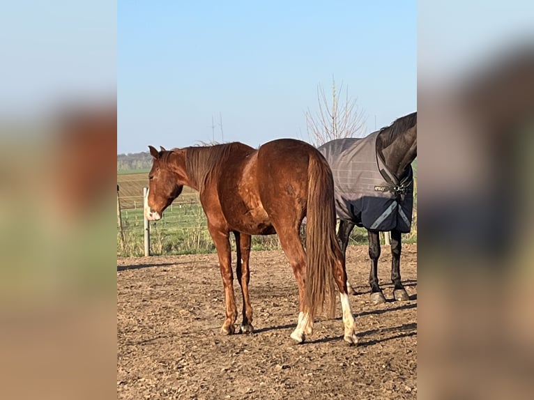 Oldenburg Stallone 2 Anni Sauro in Niddatal