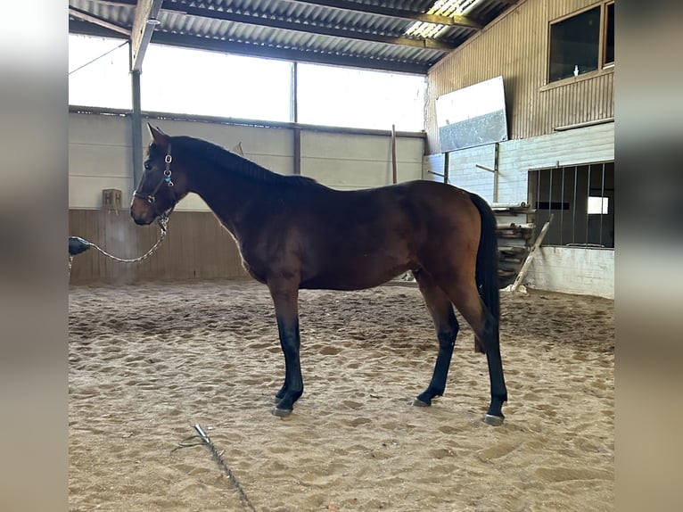 Oldenburg Stallone 3 Anni 156 cm Baio in Nienburg (Weser)