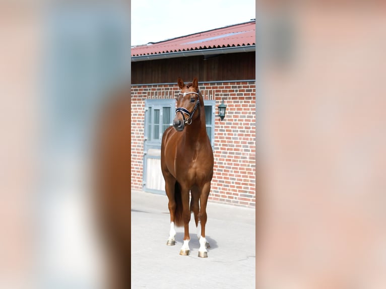 Oldenburg Stallone 3 Anni 160 cm Sauro in Bramsche