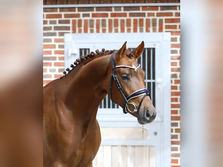 Oldenburg Stallone 3 Anni 160 cm Sauro in Bramsche