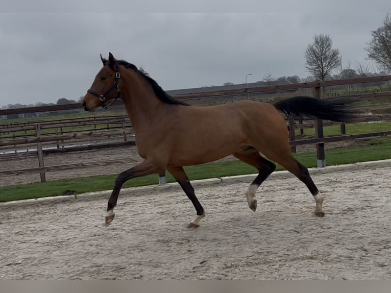 Oldenburg Stallone 3 Anni 162 cm Baio in Zieuwent