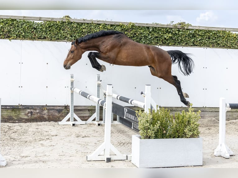 Oldenburg Stallone 3 Anni 162 cm Baio in Waddinxveen