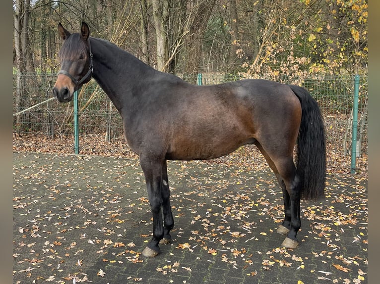 Oldenburg Stallone 3 Anni 162 cm Baio scuro in Verl