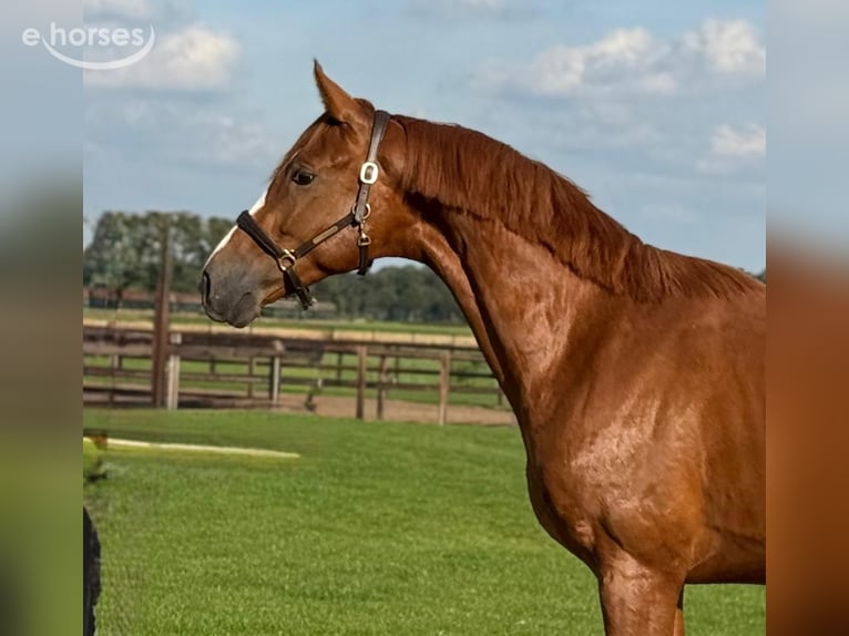 Oldenburg Stallone 3 Anni 162 cm Sauro in Zieuwent