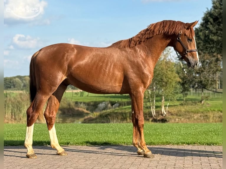 Oldenburg Stallone 3 Anni 162 cm Sauro in Zieuwent
