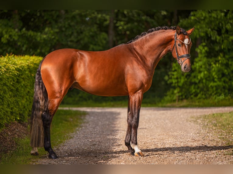 Oldenburg Stallone 3 Anni 163 cm Baio in Wehringen