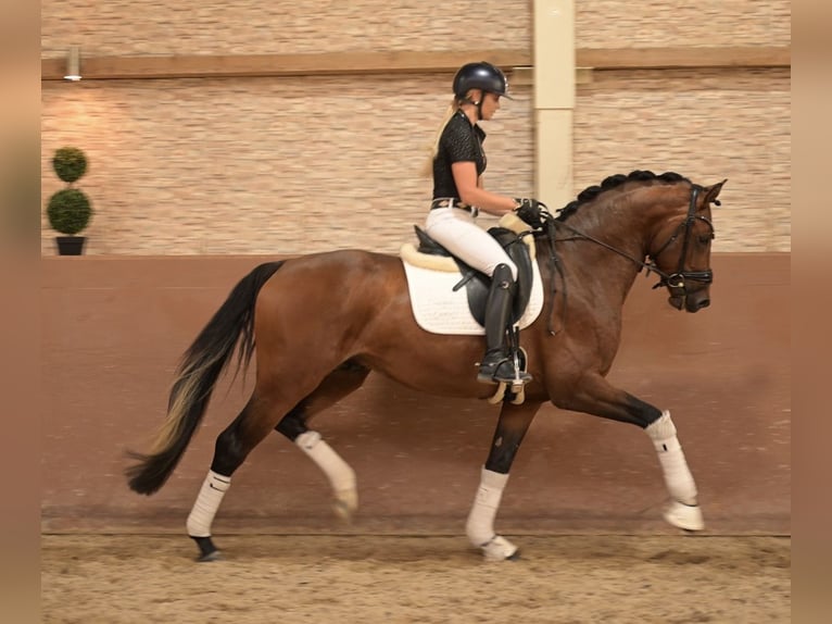 Oldenburg Stallone 3 Anni 163 cm Baio in Wehringen