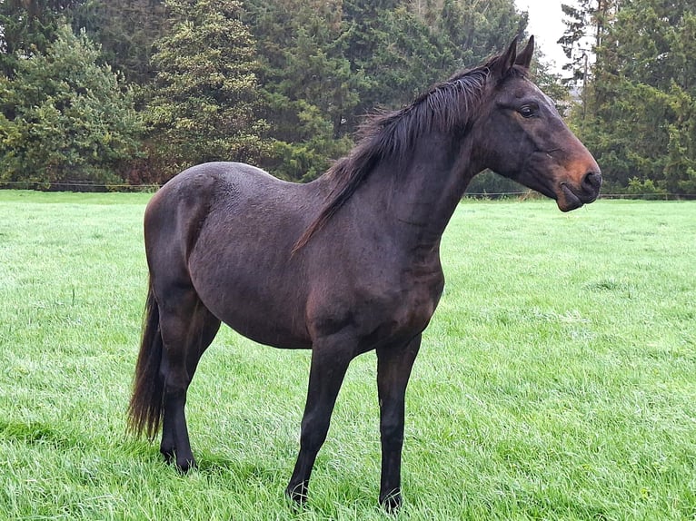 Oldenburg Stallone 3 Anni 163 cm Baio nero in Ehra-Lessien
