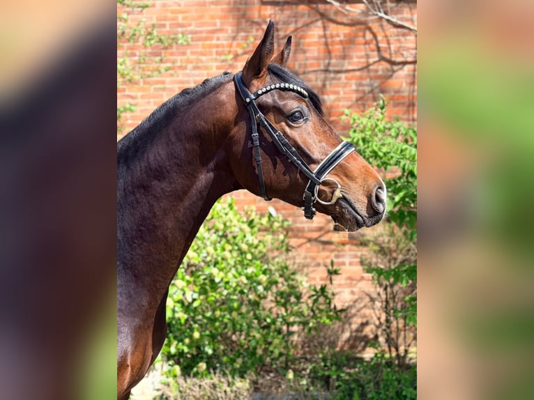 Oldenburg Stallone 3 Anni 163 cm Baio scuro in Diepholz