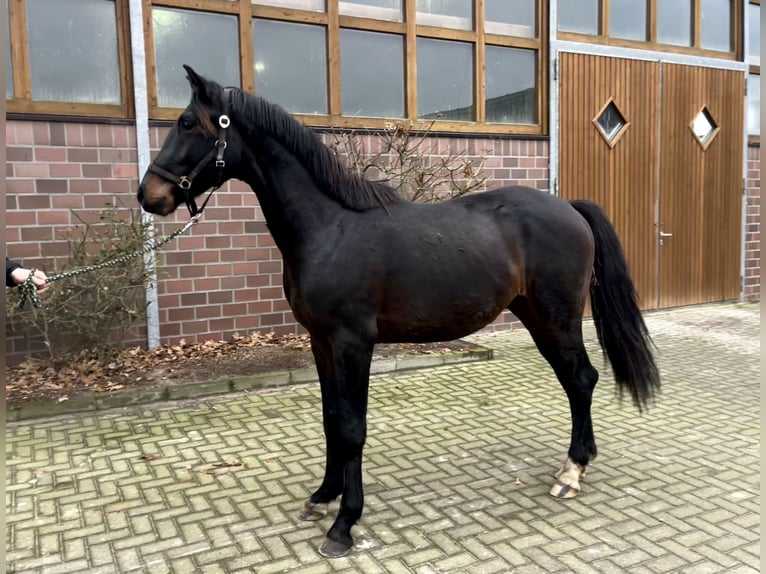 Oldenburg Stallone 3 Anni 164 cm Baio nero in Drantum