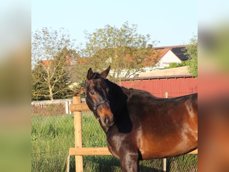 Oldenburg Stallone 3 Anni 164 cm Baio scuro in Weiterstadt