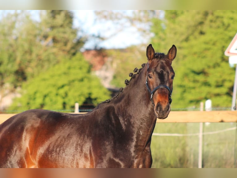 Oldenburg Stallone 3 Anni 164 cm Baio scuro in Weiterstadt