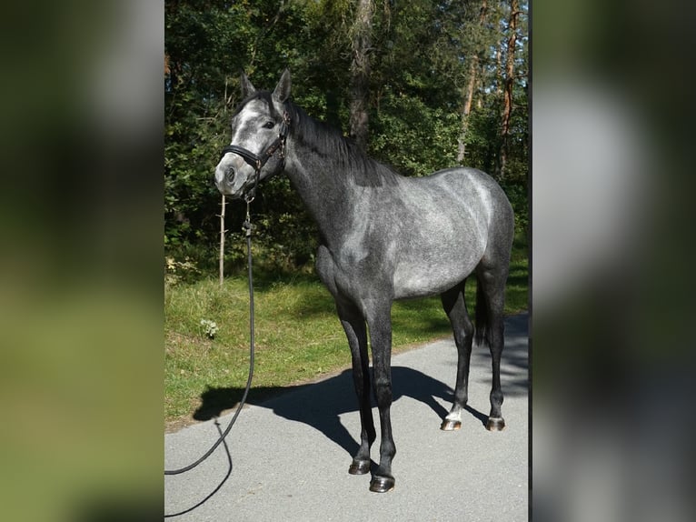 Oldenburg Stallone 3 Anni 164 cm Grigio pezzato in Neumarkt in der Oberpfalz