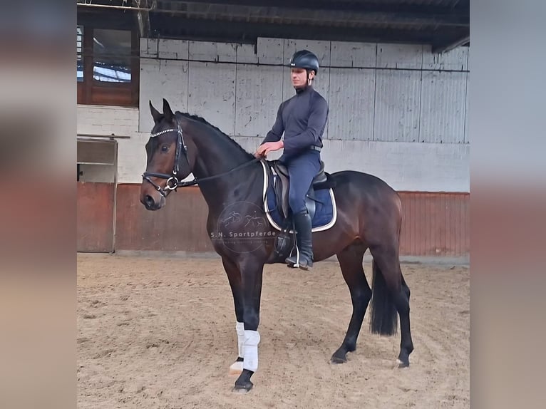 Oldenburg Stallone 3 Anni 165 cm Baio in Regesbostelre